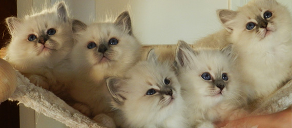 Caratteristiche del Gatto Birmano