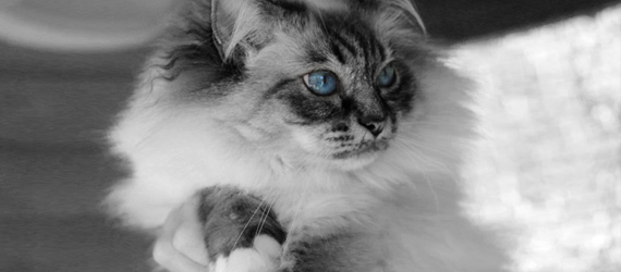 Gatte femmine Sacro di Birmania