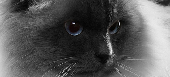 Gatti maschi Sacro di Birmania